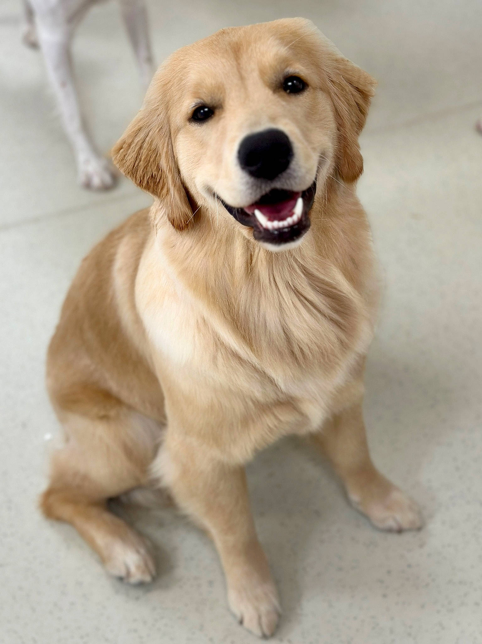 Cora is registered to the contest to win money with this photo: ancient_dog_breeds, carnivore, companion_dog, dog, dog_breed, fang, fawn, flooring, fur, golden_retriever, gun_dog, paw, pet_supply, terrestrial_animal, whiskers, working_animal, working_dog