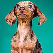 Sunny a rejoint le concours — aidez-le/la à gagner de superbes lots ! adorable, animal, close_up, cute, dachshund, dog, ears, eyes, floppy_ears, fur, looking_up, muzzle, pet, portrait, puppy, speckled_fur, studio, teal_background, whiskers, young
