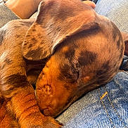 Sunny participe au concours pour gagner de l'argent avec cette photo : puppy, dog, sleeping, close_up, fur, denim, cozy, cute, pet, nap, resting, animal, brown, soft, ears, paw, young, adorable, domestic_animal, relaxation