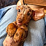 Sunny a rejoint le concours — aidez-le/la à gagner de superbes lots ! dog, puppy, dachshund, pet, cute, ears, lap, denim, fur, brown, spotted, animal, indoor, closeup, looking, expression, small, young, friendly, adorable