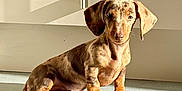 Sunny participe au concours pour gagner de l'argent avec cette photo : puppy, dog, dachshund, dappled_coat, pet, animal, floor, tile, sunlight, shadow, kitchen, cabinet, indoor, cute, small_dog, sitting, ears, fur, young, portrait