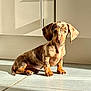 puppy, dog, dachshund, dappled_coat, pet, animal, floor, tile, sunlight, shadow, kitchen, cabinet, indoor, cute, small_dog, sitting, ears, fur, young, portrait