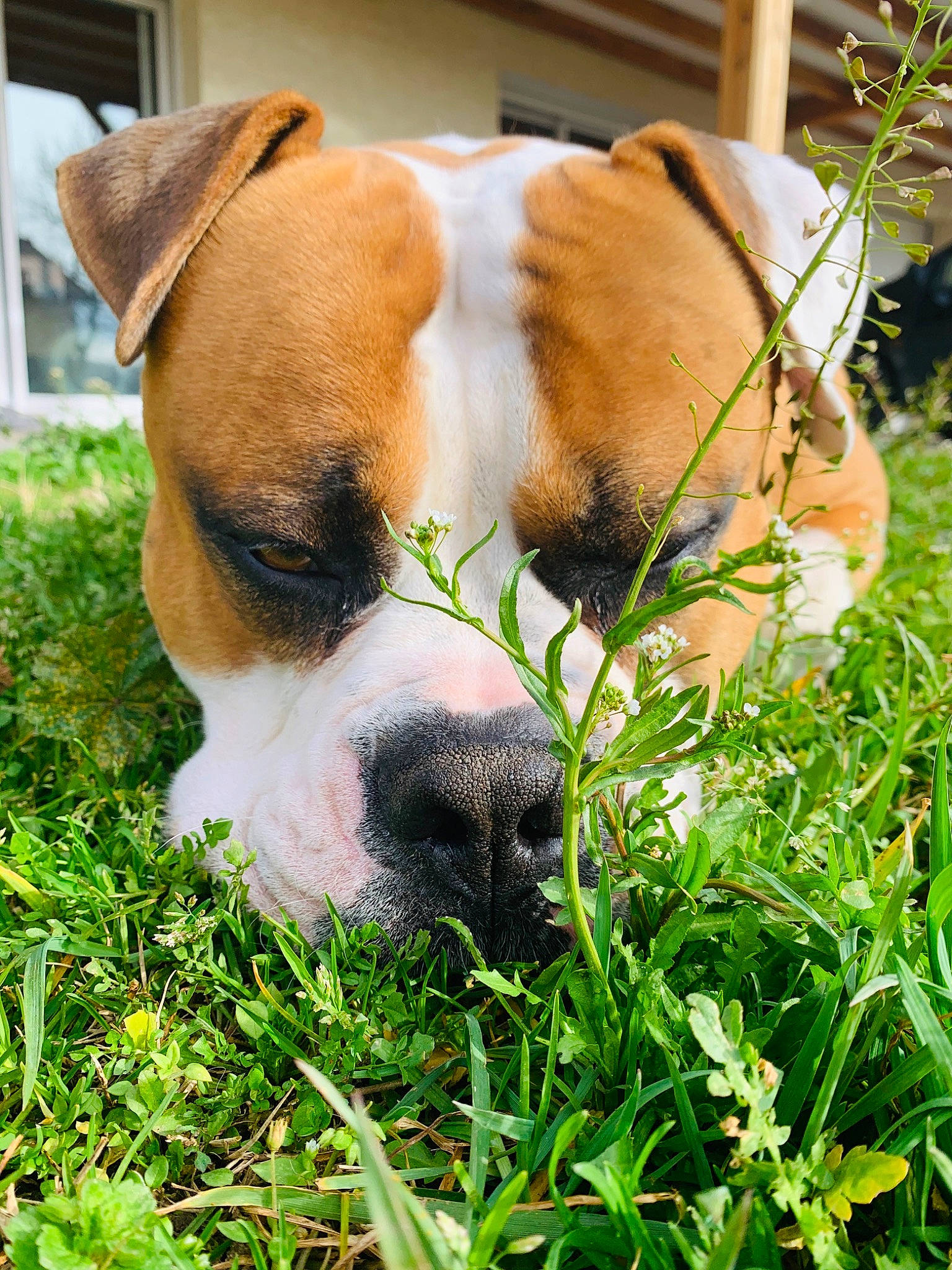 Jager a rejoint le concours — aidez-le/la à gagner de superbes lots ! annual_plant, canidae, carnivore, companion_dog, dog, dog_breed, fawn, grass, groundcover, non_sporting_group, plant, snout, sporting_group, terrestrial_animal, whiskers, working_animal, working_dog