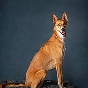 Beau is registered to the contest to win money with this photo: dog, canine, heterochromia, blue_eye, brown_eye, sitting, portrait, studio, furry, pet, animal, indoor, fluffy, alert, ears_up, looking_at_camera, fur, tail, blanket, background