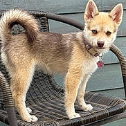 Bella joined the competition — help win amazing prizes! puppy, dog, collar, tag, pink, paw_shaped_tag, curled_tail, fur, brown, beige, blue_eye, heterochromia, chair, woven_chair, outdoor, wooden_wall, pet, standing, curious, closeup