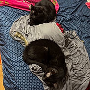 King And Queen joined the competition — help win amazing prizes! animal, bed, black_cat, blanket, cat, colorful, cozy, domestic_animal, fabric, fan, feline, home, indoor, pet, pillow, relaxation, resting, sleeping_cat, textile, wooden_floor