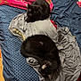 animal, bed, black_cat, blanket, cat, colorful, cozy, domestic_animal, fabric, fan, feline, home, indoor, pet, pillow, relaxation, resting, sleeping_cat, textile, wooden_floor