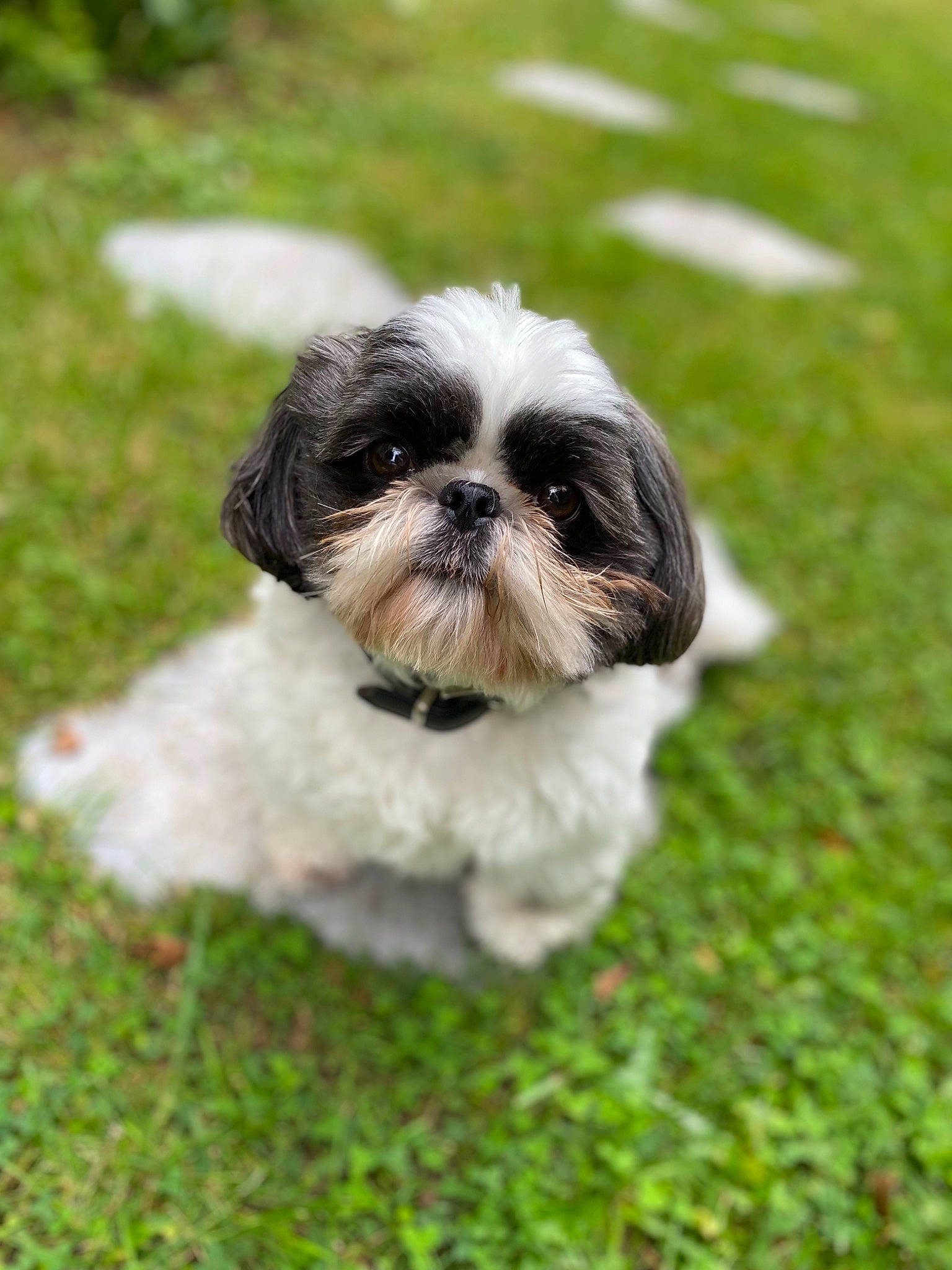 Mélody participe au concours pour gagner de l'argent avec cette photo : canidae, carnivore, companion_dog, dog, dog_breed, fawn, fur, grass, liver, mal_shi, maltepoo, plant, shih_tzu, small_terrier, snout, sporting_group, terrestrial_animal, terrier, toy_dog, working_animal