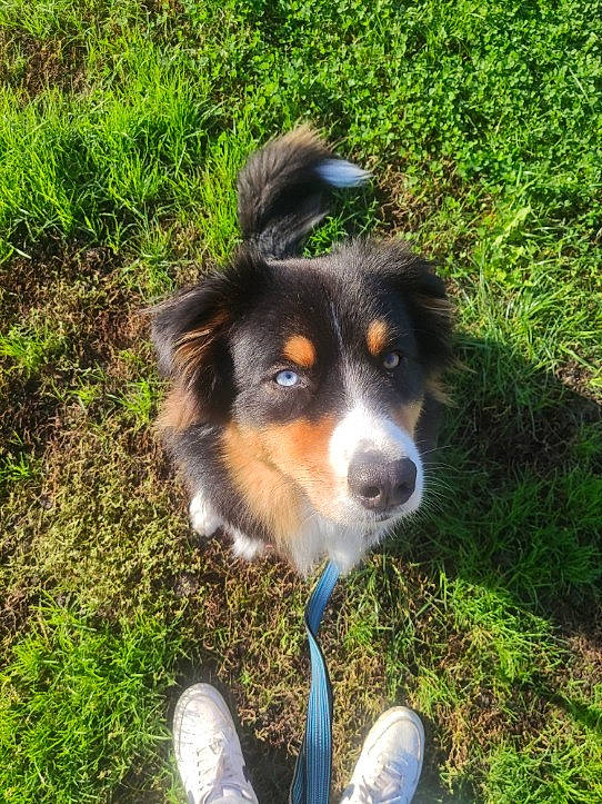 Snatch participe au concours pour gagner de l'argent avec cette photo : bernese_mountain_dog, canidae, carnivore, chair, companion_dog, dog, dog_breed, grass, groundcover, herding_dog, plant, snout, sporting_group, terrestrial_animal, whiskers, working_animal, working_dog