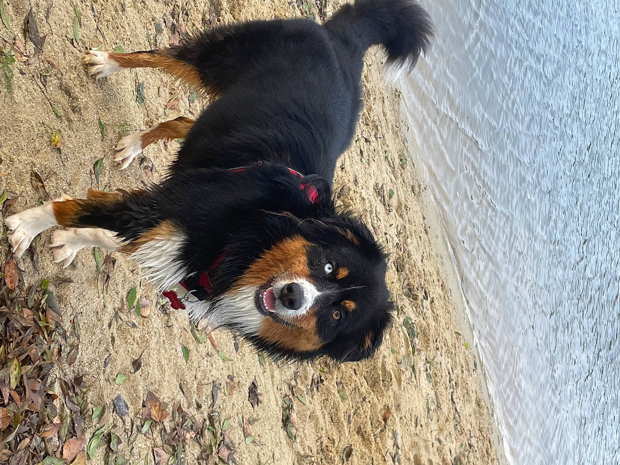 Snatch participe au concours pour gagner de l'argent avec cette photo : beach, bernese_mountain_dog, canidae, carnivore, collar, companion_dog, dog, dog_breed, fawn, fur, herding_dog, paw, snout, soil, sporting_group, tail, water, wood, working_animal, working_dog