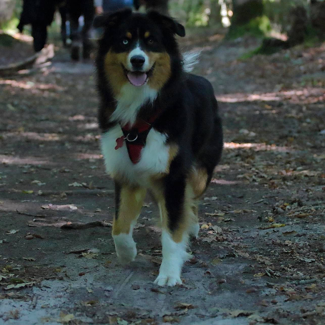 Snatch a rejoint le concours — aidez-le/la à gagner de superbes lots ! ancient_dog_breeds, canidae, carnivore, companion_dog, dog, dog_breed, herding_dog, snout, soil, sporting_group, tail, terrestrial_animal, tree, working_animal, working_dog