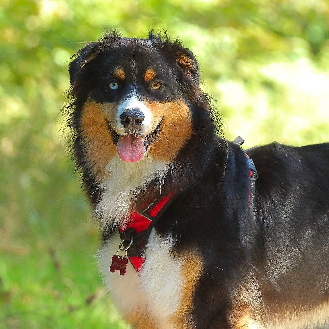 Snatch a rejoint le concours — aidez-le/la à gagner de superbes lots ! australian_shepherd, bernese_mountain_dog, border_collie, canidae, carnivore, collar, companion_dog, dog, dog_breed, dog_collar, grass, guard_dog, herding_dog, leash, plant, scotch_collie, snout, sporting_group, whiskers, working_dog