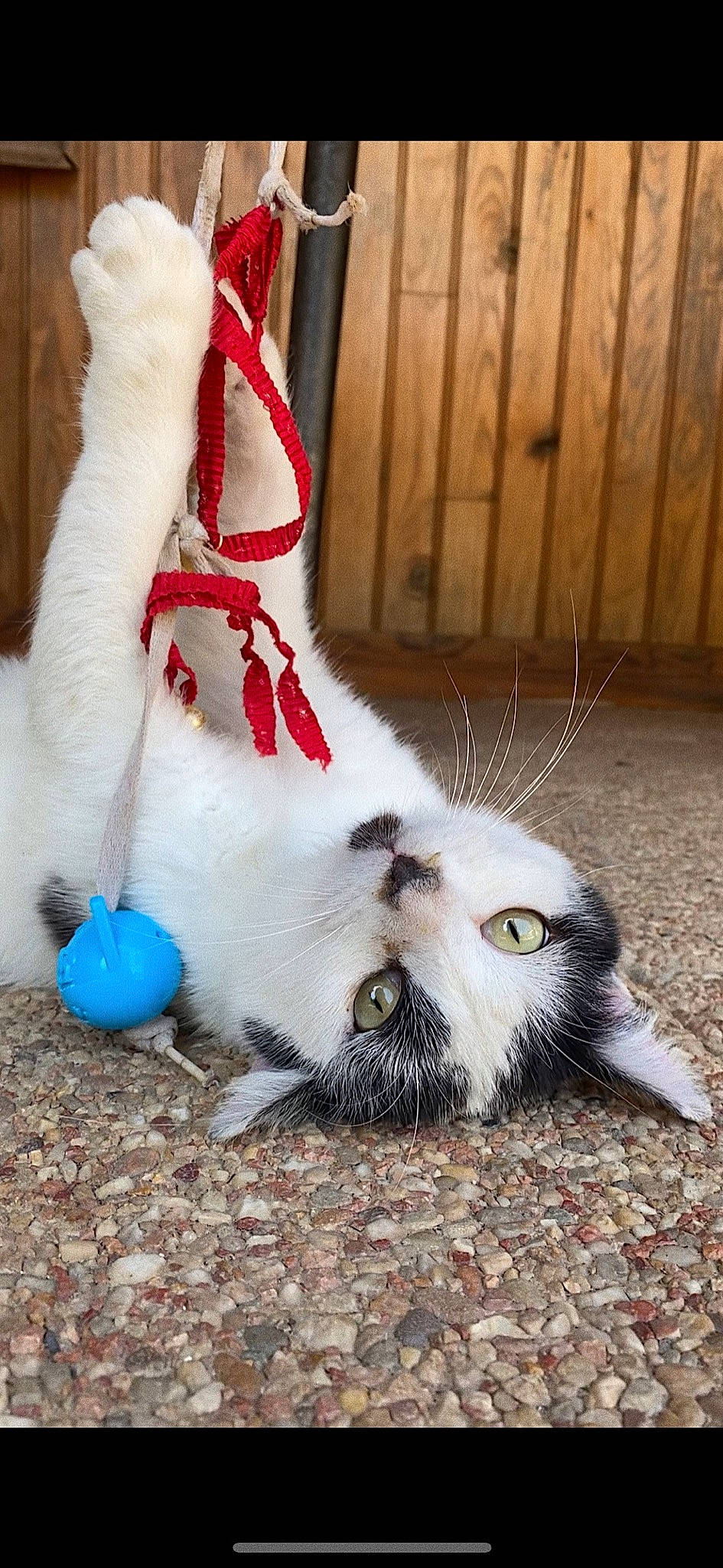 Flash participe au concours pour gagner de l'argent avec cette photo : aegean_cat, carnivore, cat, cat_toy, claw, domestic_short_haired_cat, european_shorthair, felidae, kitten, paw, polydactyl_cat, ragdoll, small_to_medium_sized_cats, tail, turkish_van, whiskers