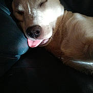 Snow joined the competition — help win amazing prizes! dog, puppy, sleeping, closed_eyes, tongue, brown_and_white, short_hair, pointed_ears, pet, animal, portrait, close_up, indoor, couch, resting, cozy, sunlight, shadow, cute, relaxed