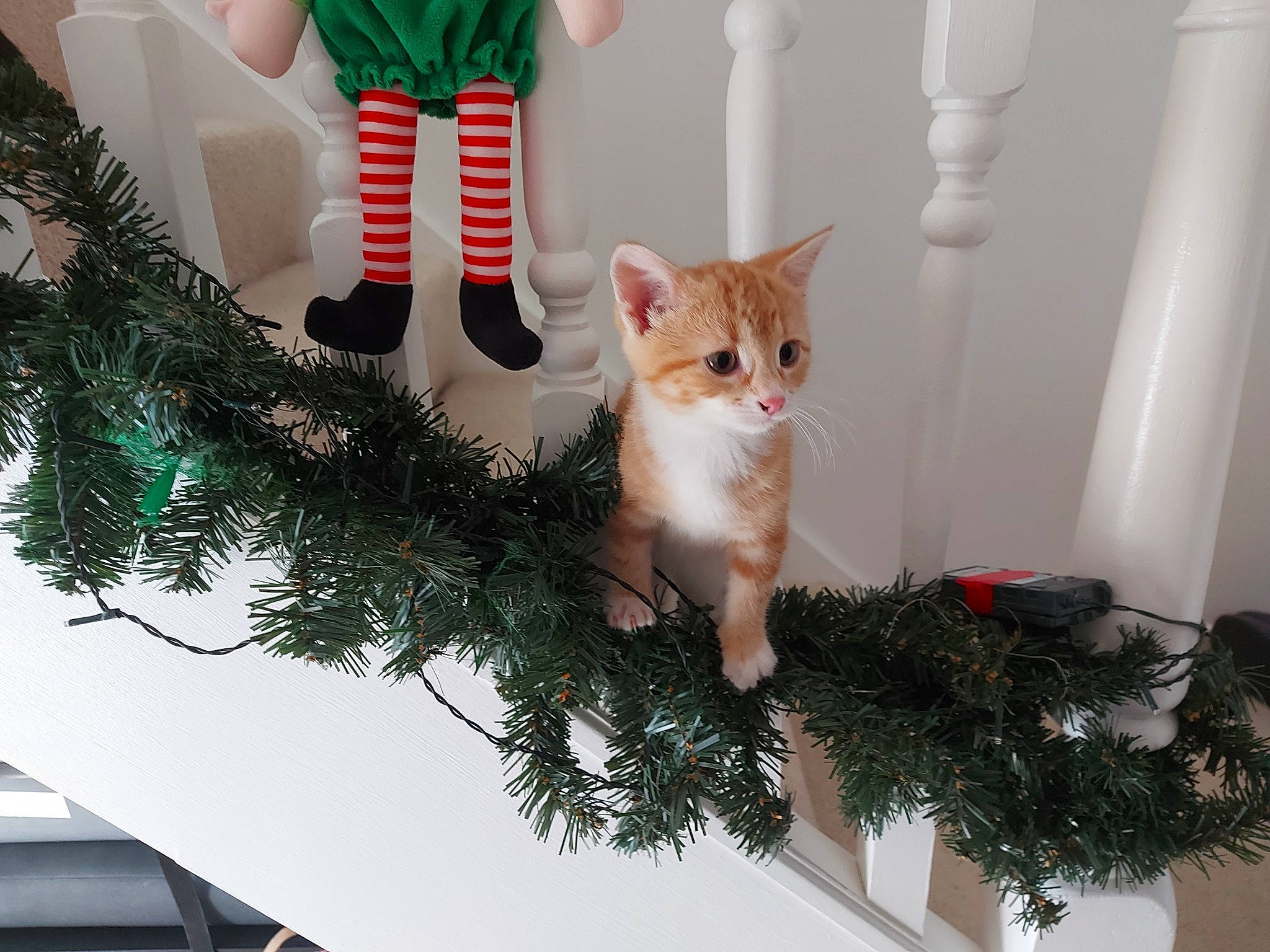 Gismo joined the competition — help win amazing prizes! carnivore, cat, christmas, christmas_decoration, christmas_ornament, felidae, green, holiday, holiday_ornament, houseplant, light, mammal, plant, room, small_to_medium_sized_cats, sock, tail, tree, whiskers, white