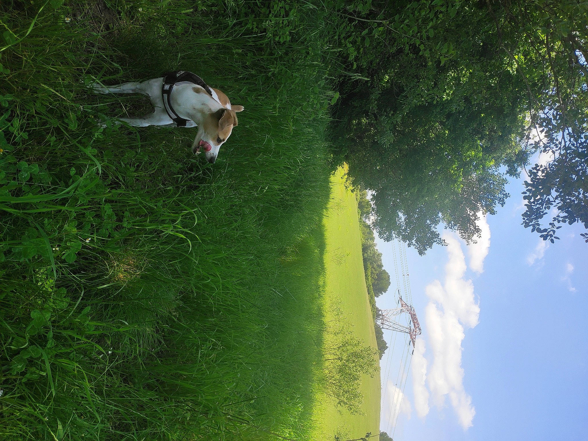 Jump participe au concours pour gagner de l'argent avec cette photo : grass, green, leisure, nature, organism, plant, pond, reflection, sunlight, tree, vegetation, water, watercourse, wildlife