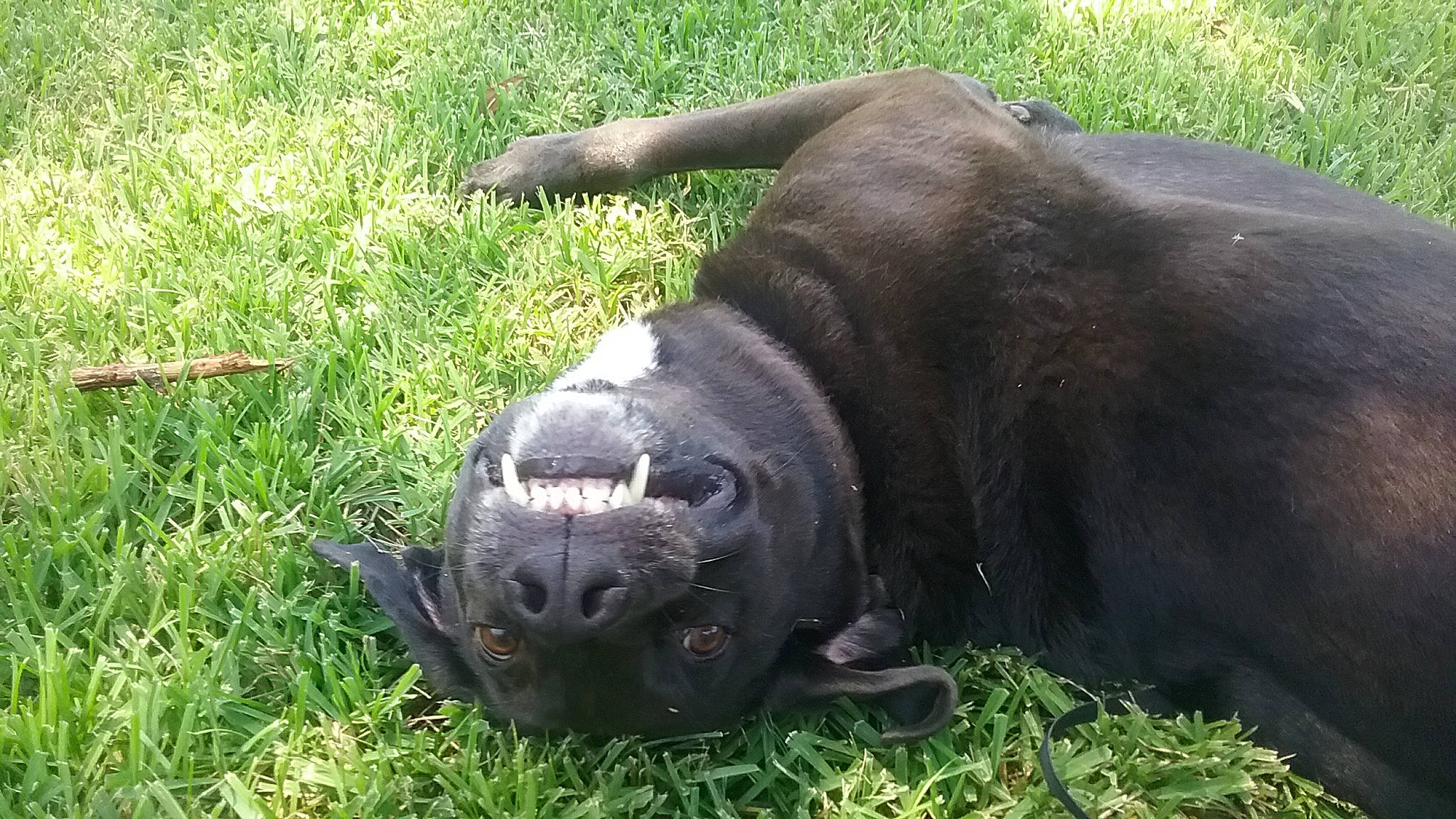 Hazel joined the competition — help win amazing prizes! borador, bovine, canidae, carnivore, dog_breed, fawn, fur, grass, grassland, pasture, plant, seal, snout, sporting_group, suidae, tail, terrestrial_animal, whiskers, wildlife, working_animal