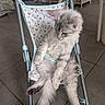 Bali participe au concours pour gagner de l'argent avec cette photo : cat, kitten, fluffy, gray_fur, pet, animal, stroller, seated, indoors, tile_floor, background_cat, long_hair, whiskers, ears, tail, harness, cute, funny, home, portrait