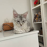 Bali a rejoint le concours — aidez-le/la à gagner de superbes lots ! cat, kitten, fluffy, silver_fur, longhaired, pet, animal, portrait, sitting, indoors, bookshelf, shelving, desk, furniture, home, decor, books, ornaments, alert, whiskers