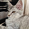 Bali participe au concours pour gagner de l'argent avec cette photo : cat, kitten, silver_tabby, fluffy, long_hair, golden_eyes, whiskers, ears, fur, pet, animal, portrait, close_up, lying_down, indoor, striped_background, black_and_white, gray, cute, relaxed