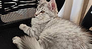 Bali participe au concours pour gagner de l'argent avec cette photo : cat, kitten, silver_fur, fluffy, long_hair, striped_fur, blue_gray, amber_eyes, ears, whiskers, tail, paws, lying_down, relaxed, chair, indoor, window, blinds, curtains, portrait