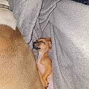 Avocado joined the competition — help win amazing prizes! puppy, dog, blanket, sleeping, snuggled, tan_fur, cozy, closeup, pet, indoor, soft_texture, companion, larger_dog, nap, paws, collar, fur, resting, blanket_fold, peaceful