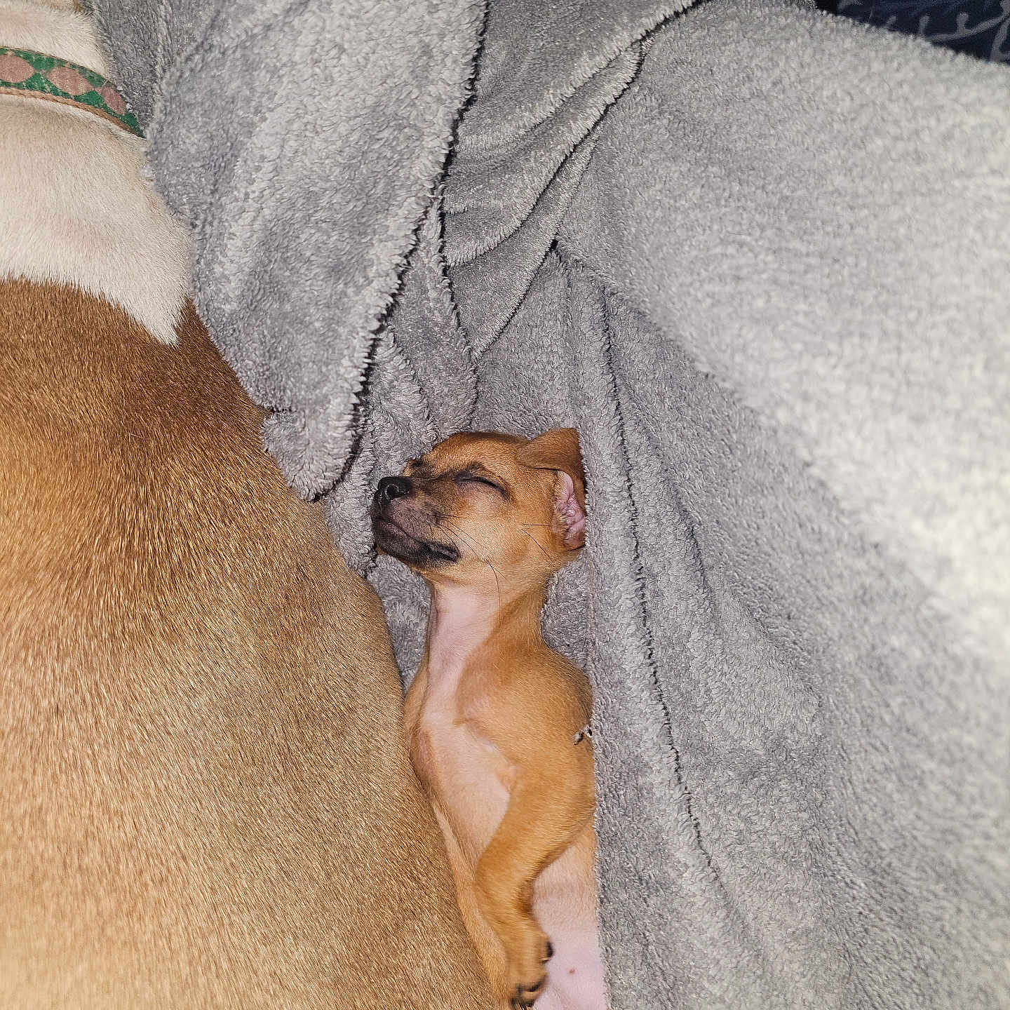 Avocado joined the competition — help win amazing prizes! blanket, blanket_fold, closeup, collar, companion, cozy, dog, fur, indoor, larger_dog, nap, paws, peaceful, pet, puppy, resting, sleeping, snuggled, soft_texture, tan_fur