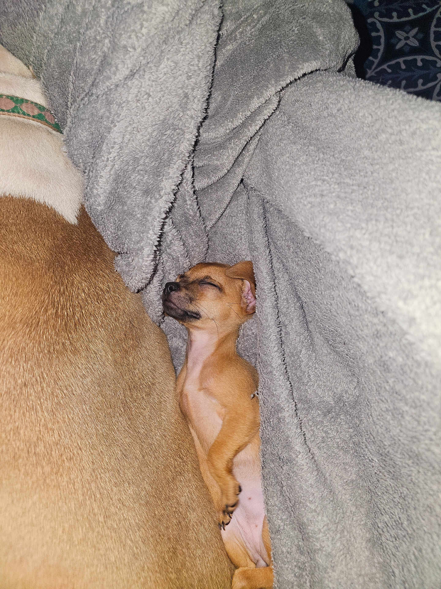 Avocado joined the competition — help win amazing prizes! puppy, dog, blanket, sleeping, snuggled, tan_fur, cozy, closeup, pet, indoor, soft_texture, companion, larger_dog, nap, paws, collar, fur, resting, blanket_fold, peaceful