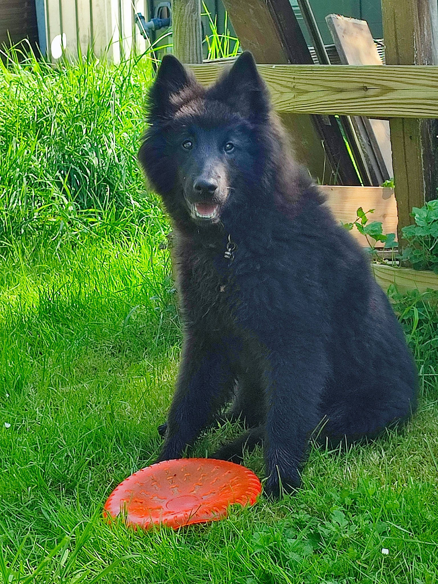 Tony a rejoint le concours — aidez-le/la à gagner de superbes lots ! canidae, carnivore, companion_dog, dog, dog_breed, dog_supply, fur, german_spitz_mittel, grass, groundcover, herding_dog, non_sporting_group, plant, snout, sporting_group, tail, terrestrial_animal, window, working_animal, working_dog