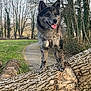 animal, canine, dog, germanshepherd, grass, grove, husky, land, nature, outdoors, pet, plant, rock, soil, tree, treetrunk, vegetation, wolf, wood, woodland
