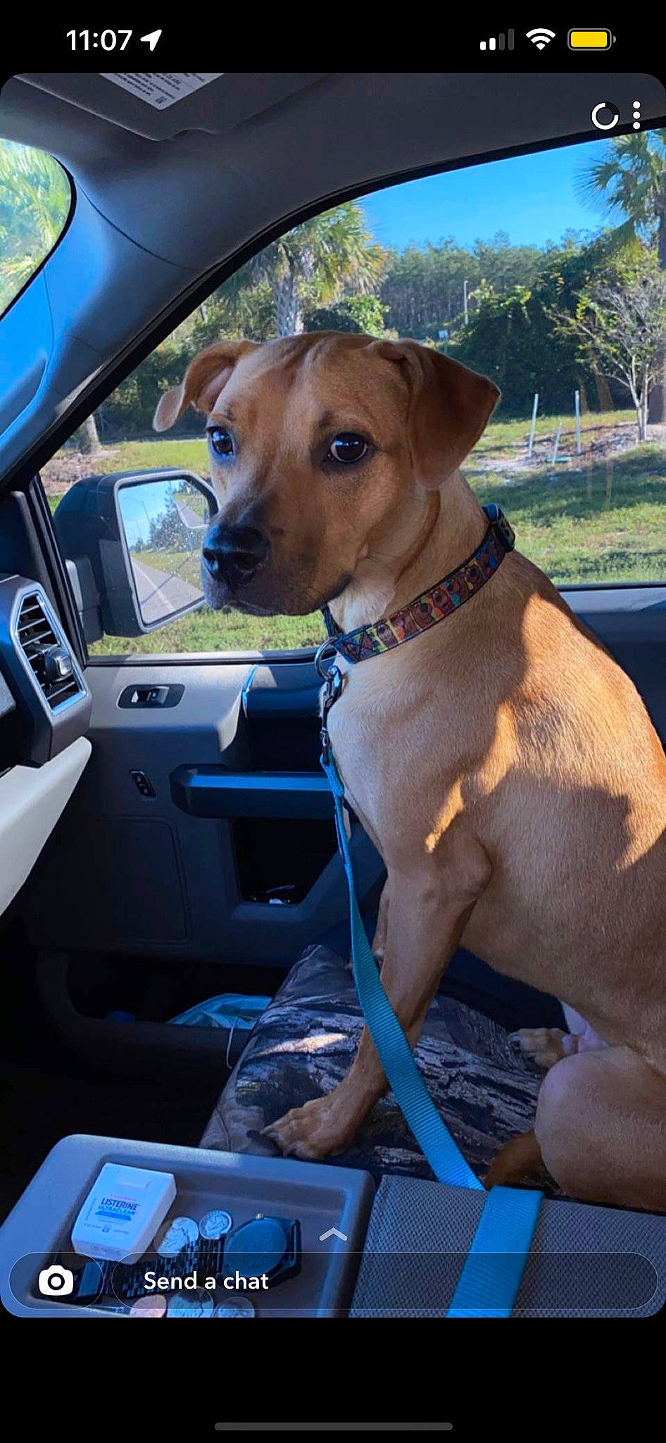 Bubby is registered to the contest to win money with this photo: automotive_exterior, car, car_seat, carnivore, collar, companion_dog, dog, dog_breed, dog_collar, fawn, liver, motor_vehicle, plant, snout, sporting_group, sunglasses, tree, vehicle, vehicle_door, working_animal