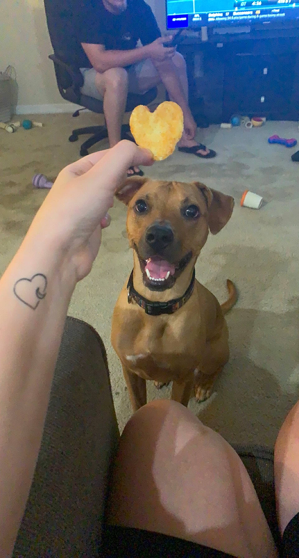 Bubby joined the competition — help win amazing prizes! canidae, carnivore, chair, collar, companion_dog, dog, dog_breed, dog_collar, fawn, fun, guard_dog, hat, human_leg, paw, selfie, snout, sporting_group, sun_hat, thigh, working_animal