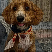 Kennedy joined the competition — help win amazing prizes! bandana, brown_dog, canvas, centered_subject, close_up, couch, dog, dog_tag, fluffy, indoor, jigsaw, mobile_screenshot, pet, phone_status_bar, portrait, product_page, puzzle_overlay, retail, smiling, website_header