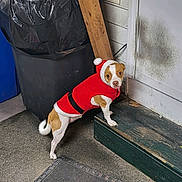 Peanut is registered to the contest to win money with this photo: carnivore, chair, collar, companion_dog, dog, dog_breed, dog_collar, dog_supply, door, fawn, floor, flooring, hardwood, pet_supply, sidewalk, snout, sporting_group, tail, vertebrate, wood