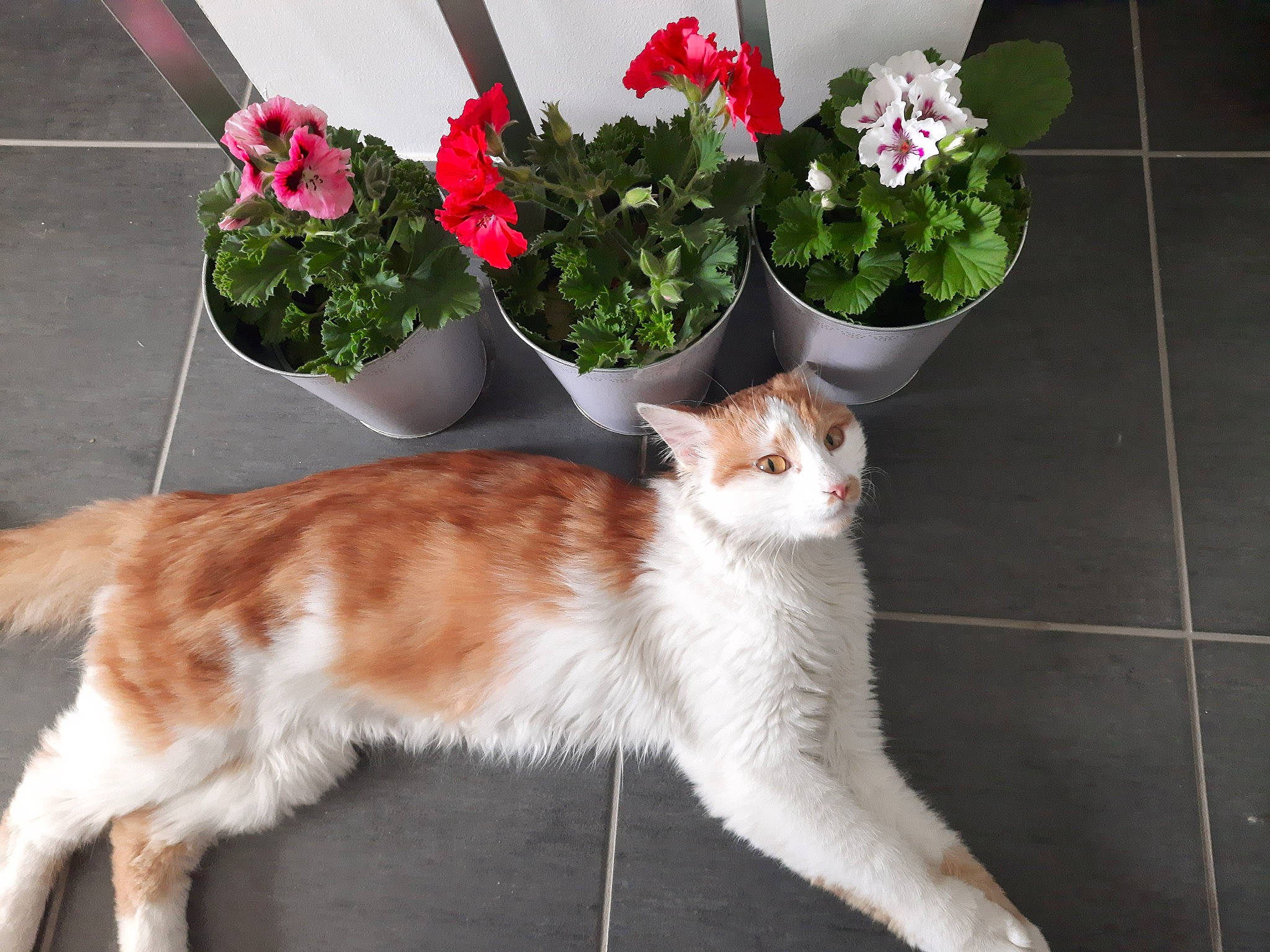 Happy participe au concours pour gagner de l'argent avec cette photo : artificial_flower, carnivore, cat, cut_flowers, domestic_short_haired_cat, fawn, felidae, flower, flowerpot, fur, grass, herbaceous_plant, houseplant, petal, plant, porch, small_to_medium_sized_cats, tail, vase, whiskers