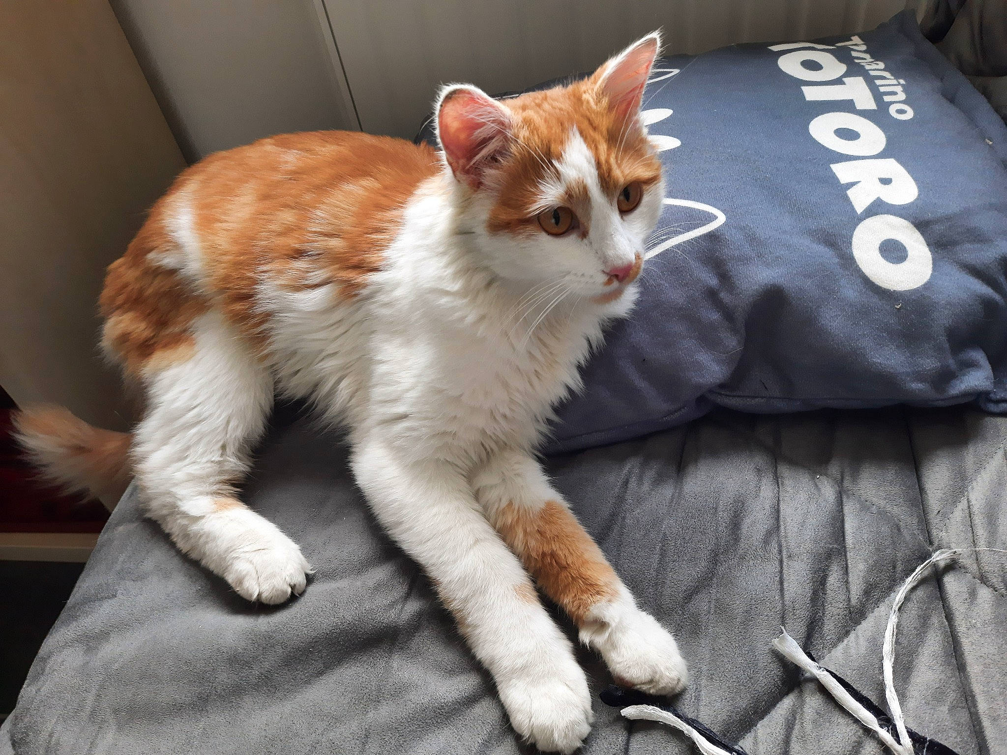 Happy participe au concours pour gagner de l'argent avec cette photo : carnivore, cat, claw, comfort, domestic_short_haired_cat, fawn, felidae, foot, fur, linens, paw, sitting, small_to_medium_sized_cats, snout, tail, terrestrial_animal, whiskers