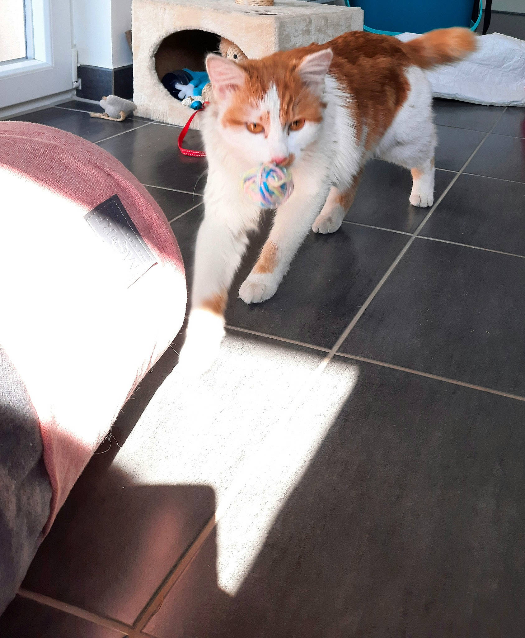 Happy participe au concours pour gagner de l'argent avec cette photo : armrest, carnivore, cat, comfort, companion_dog, couch, domestic_short_haired_cat, felidae, floor, flooring, fur, hardwood, human_leg, living_room, room, small_to_medium_sized_cats, tail, vertebrate, whiskers, wood