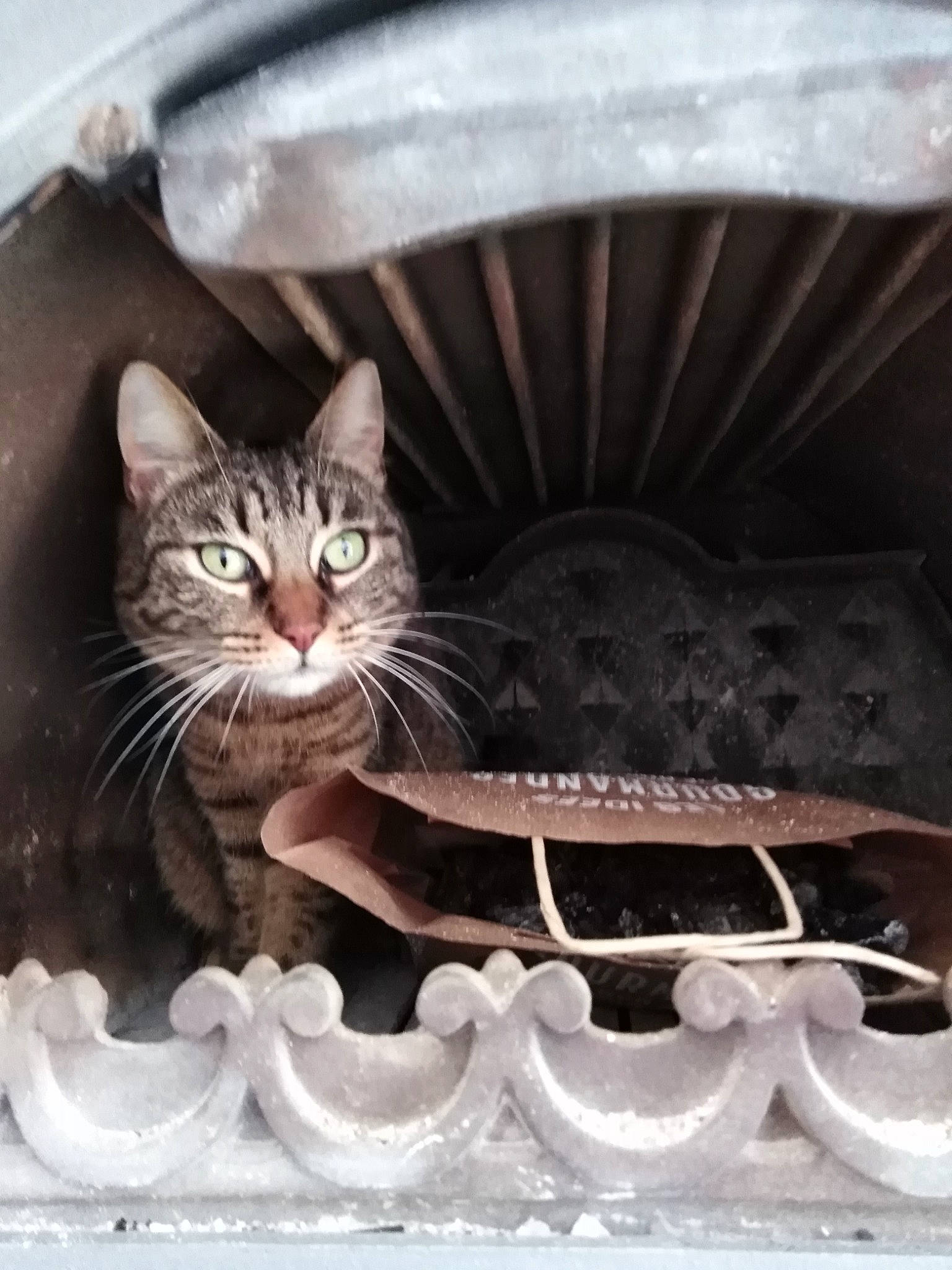 Artémis a rejoint le concours — aidez-le/la à gagner de superbes lots ! aegean_cat, asian, carnivore, cat, domestic_short_haired_cat, european_shorthair, felidae, kitten, small_to_medium_sized_cats, tabby_cat, whiskers