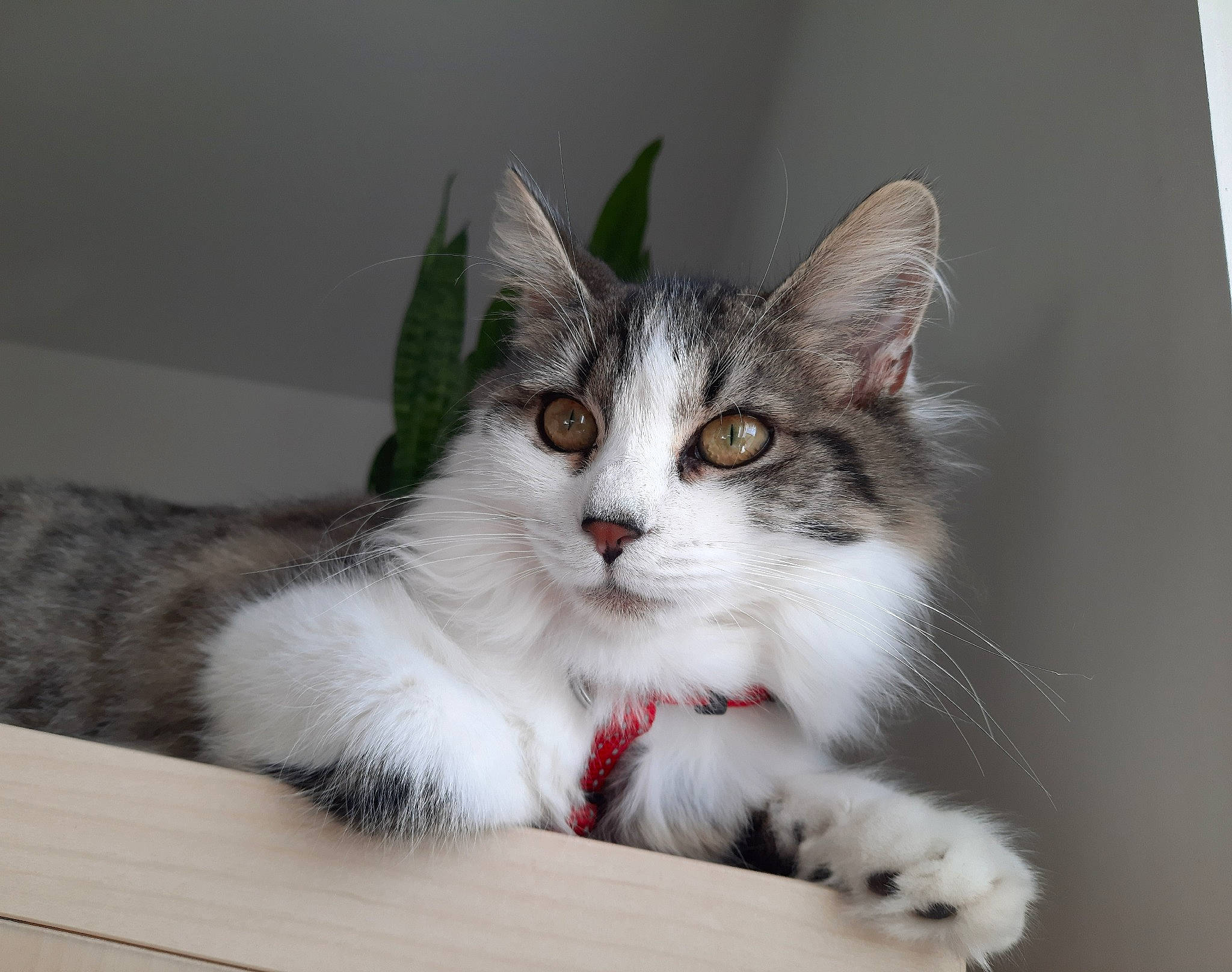 Plume participe au concours pour gagner de l'argent avec cette photo : carnivore, cat, claw, comfort, domestic_short_haired_cat, felidae, fur, paw, plant, small_to_medium_sized_cats, snout, tail, whiskers, window