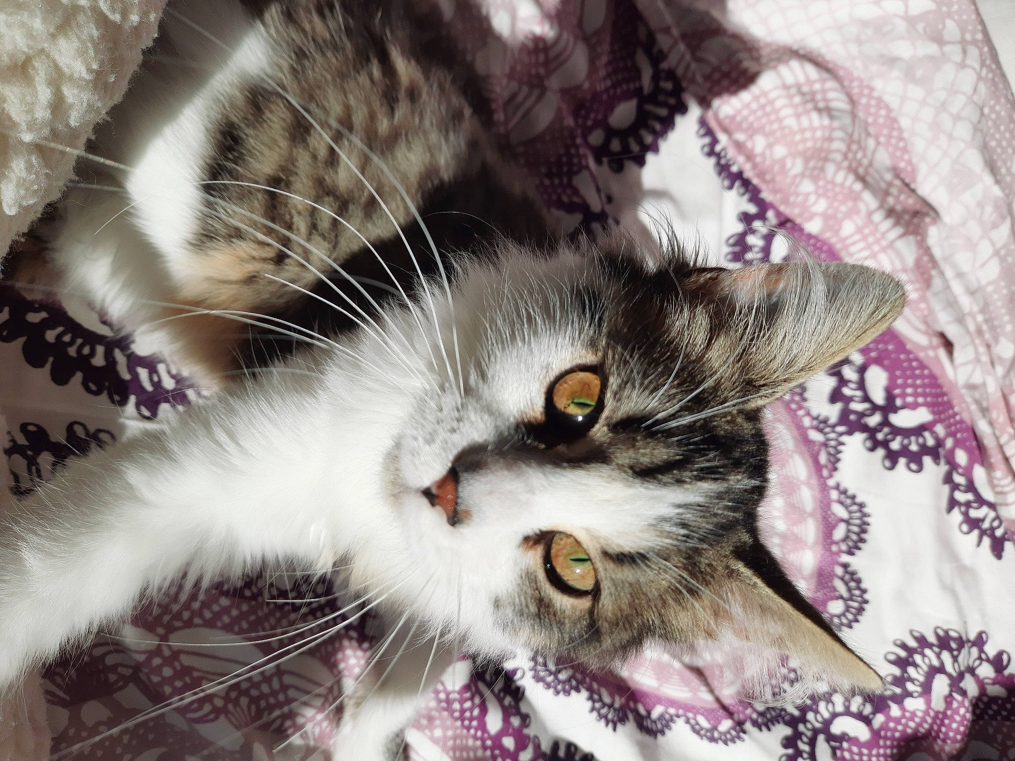 Plume a rejoint le concours — aidez-le/la à gagner de superbes lots ! art, carnivore, cat, claw, domestic_short_haired_cat, felidae, fur, macro_photography, pattern, paw, plant, small_to_medium_sized_cats, snout, tail, terrestrial_animal, tree, twig, whiskers