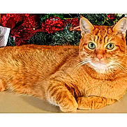 Muffintail is registered to the contest to win money with this photo: cat, ginger_cat, holiday_decorations, christmas, festive, green_eyes, fur, pet, animal, indoor, relaxed, lying_down, whiskers, cute, domestic_cat, orange_fur, holiday_season, background, decor, celebration