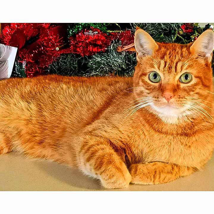 Muffintail is registered to the contest to win money with this photo: animal, background, cat, celebration, christmas, cute, decor, domestic_cat, festive, fur, ginger_cat, green_eyes, holiday_decorations, holiday_season, indoor, lying_down, orange_fur, pet, relaxed, whiskers