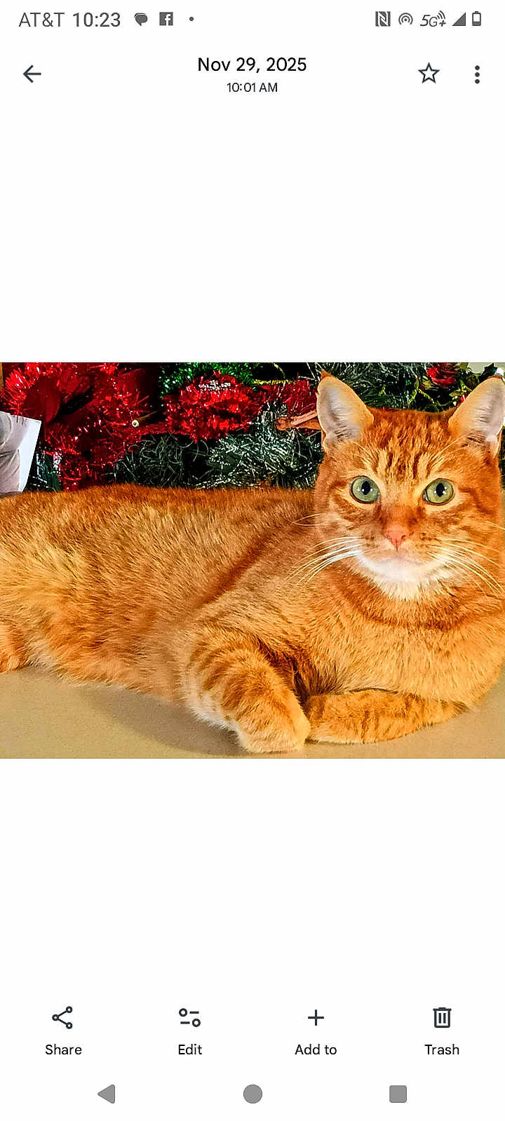 Muffintail is registered to the contest to win money with this photo: cat, ginger_cat, holiday_decorations, christmas, festive, green_eyes, fur, pet, animal, indoor, relaxed, lying_down, whiskers, cute, domestic_cat, orange_fur, holiday_season, background, decor, celebration
