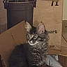 animal, cardboard, cardboard_box, cat, ears, floor, fluffy, fur, gray, indoors, kitten, long_hair, looking_at_camera, packaging, pet, photography, portrait, sitting, tabby, whiskers
