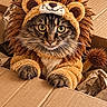 cat, tabby_cat, pet, animal, lion_costume, costume, hood, mane, cardboard_box, packaging, fluffy, fur, whiskers, green_eyes, portrait, close_up, indoors, cute, playful, cosplay