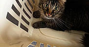 Precious joined the competition — help win amazing prizes! cat, kitten, tabby, feline, pet, animal, face, eyes, whiskers, ears, fur, striped_fur, brown, black, white, laundry_basket, indoor, resting, closeup, portrait