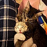 cats, cat, kitten, tabby_cat, cream_cat, sleeping, sleepy,  cuddling, snuggling, fur, whiskers, ears, paws, animal, pets, indoor, blanket, plaid, cozy, portrait