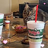 cat, fluffy_cat, long_hair, tabby, pet, animal, indoors, kitchen, countertop, table, milkshake, cup, straw, candy, toothpicks, eyeglasses, furniture, heart_stickers, portrait, photography