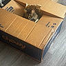 cat, animal, pet, feline, box, cardboard, packaging, warehouse, indoors, floor, wood_floor, brown, longhaired, tabby, face, eyes, ears, whiskers, curious, hiding
