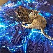 Precious joined the competition — help win amazing prizes! cats, two_cats, tabby_cat, fluffy_cat, sleeping_cat, pet, animals, cuddling, bed, blanket, lightning_pattern, blue, bedroom, cozy, relaxed, sleeping, lying_down, fur, whiskers, indoor